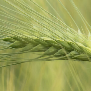 Whisky Schottland Grain