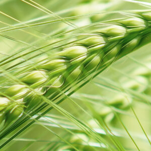 Whisky Schottland Single Malt